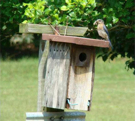 wbirdhouse